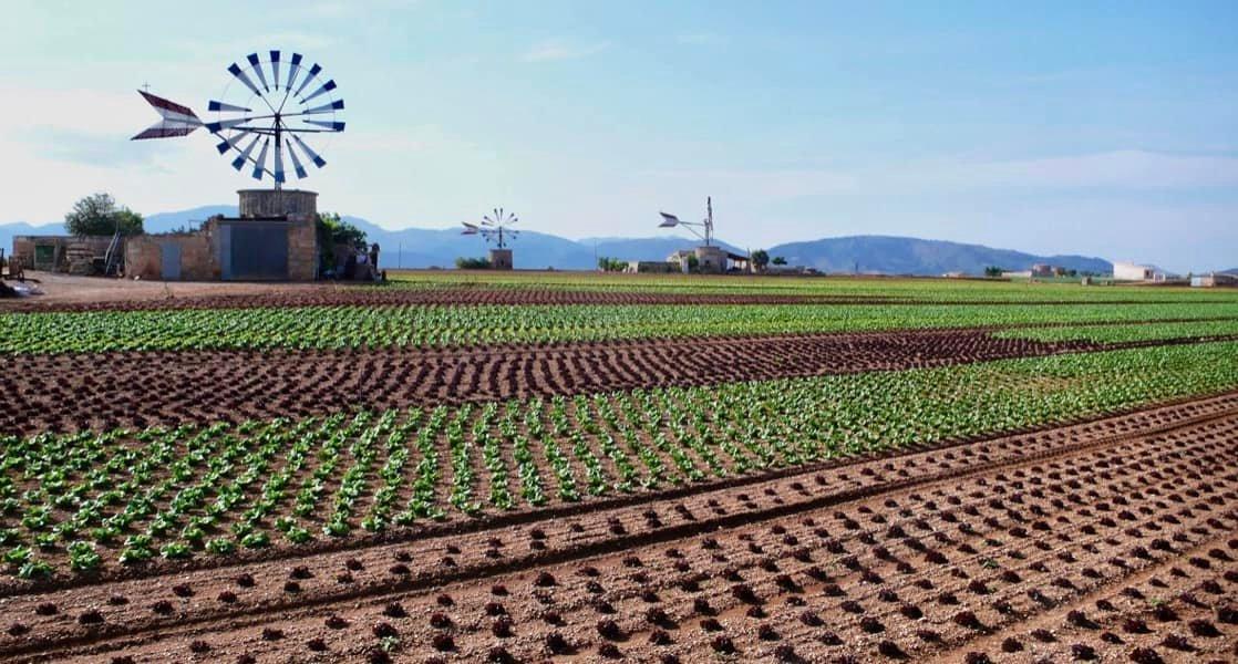 Location: <span>Sa Pobla</span>